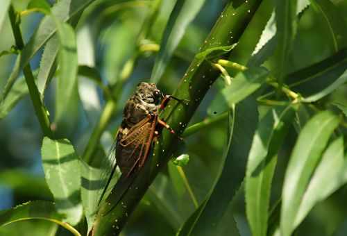 【大暑】尋靜賞盛夏，蓄力前行