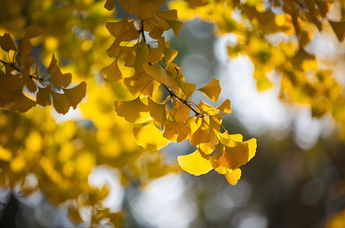 立秋｜萬(wàn)物有時(shí)，生態(tài)有序&mdash;&mdash;與自然共赴一場(chǎng)「秋收之約」